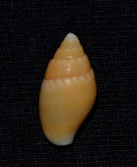 Pardalinops testudinaria