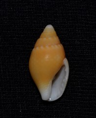 Pardalinops testudinaria