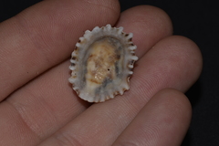 Siphonaria denticulata