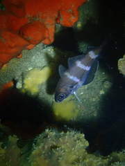 Trisopterus luscus