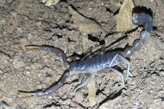 Parabuthus maximus