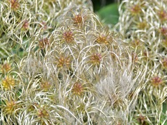 Clematis vitalba