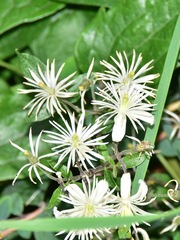 Clematis vitalba
