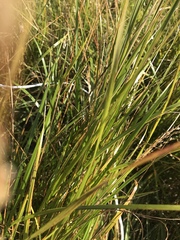Carex virgata