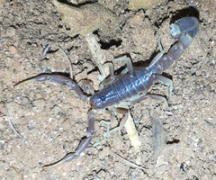 Parabuthus maximus