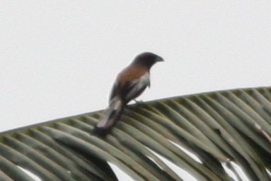 Dendrocitta vagabunda