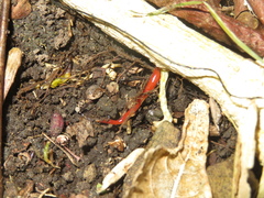 Arthurdendyus testaceus