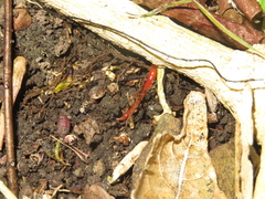 Arthurdendyus testaceus