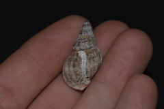 Agnewia tritoniformis