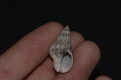 Agnewia tritoniformis