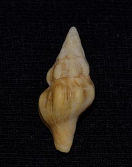 Nodopelagia brazieri