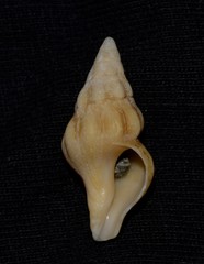 Nodopelagia brazieri