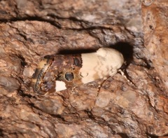 Tarache geminocula
