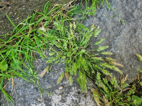 Rostraria cristata iNat (1)