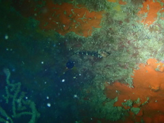 Tripterygion delaisi