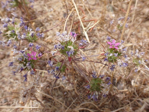 sticky pincushionplant (Navarretia viscidula)