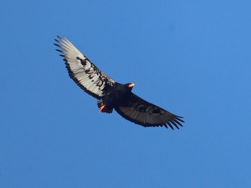 Bateleur (Terathopius ecaudatus), photo 8
