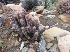Hoodia