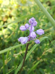 Muscari parviflorum