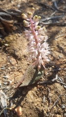 Lachenalia pallida