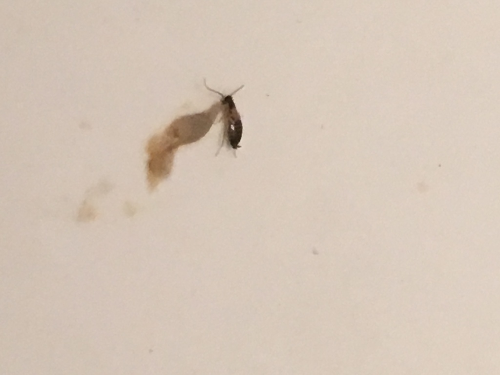 German Cockroach in September 2019 by Jazz (aka turtlehelper) · iNaturalist