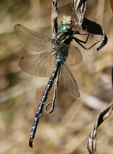 Shadow Darner