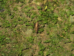 Pleioplectron hudsoni