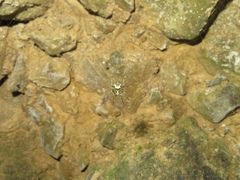 Cryptaranea atrihastula