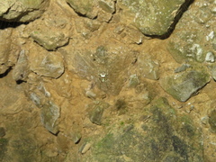 Cryptaranea atrihastula