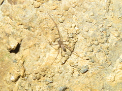 Nanocambridgea gracilipes