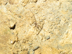 Nanocambridgea gracilipes