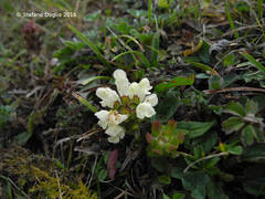 Prunella laciniata