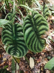 Alocasia cuprea
