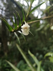 Dendrobium maraiparense