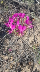 Pelargonium incrassatum