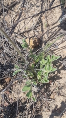 Pelargonium incrassatum