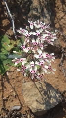 Pelargonium moniliforme