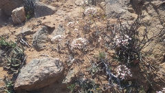 Pelargonium moniliforme