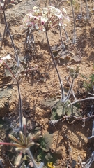 Pelargonium moniliforme