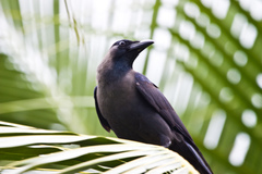 Corvus splendens