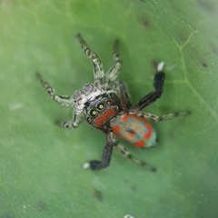Maratus literatus