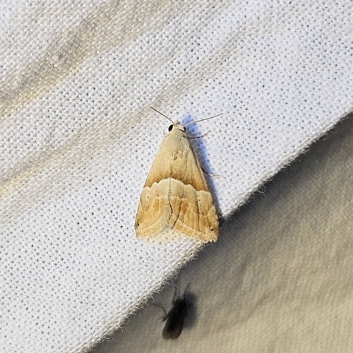 Eublemma parva