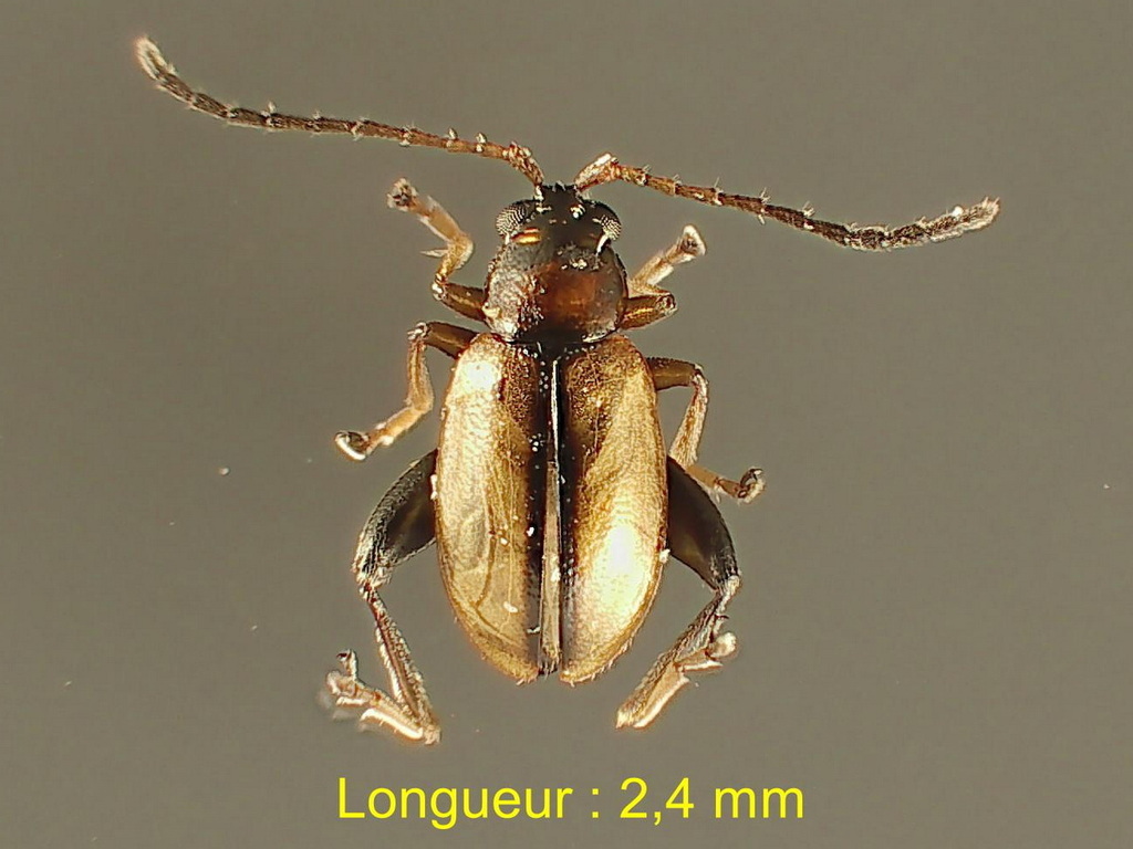 Longitarsus gracilis