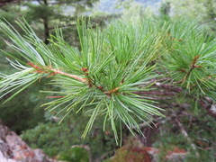 Pinus parviflora