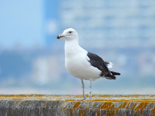 Gaviota cocinera (Larus dominicanus)