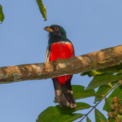 Trogon melanurus