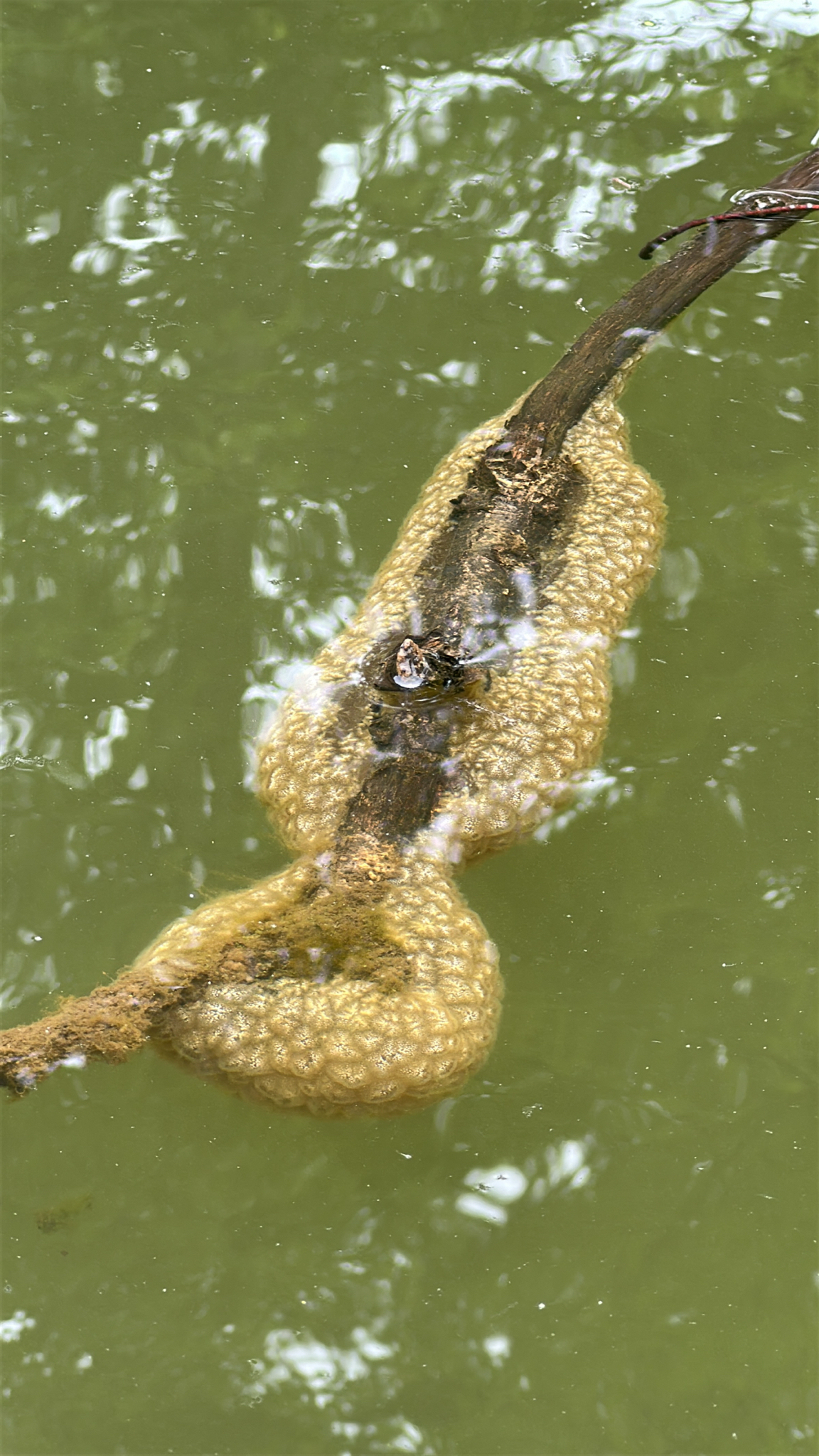 Pectinatella magnifica (Leidy, 1851)