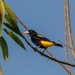 Yellow-rumped Cacique - Photo (c) Cullen Hanks, some rights reserved (CC BY-NC)