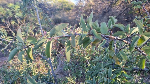 Hog plum