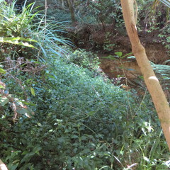 Freycinetia banksii